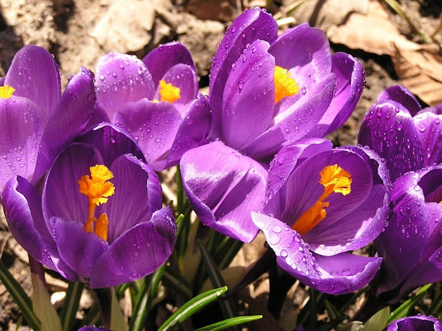 purple-flowers.jpg
