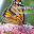 Butterflies Images Download on Windows