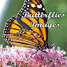 Butterflies Images Application icon