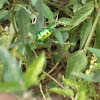 Green Jewel Bug