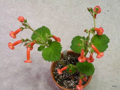     : Sinningia SP  : Gesneriaceae
