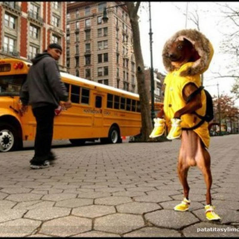 Imágenes divertidas de animales