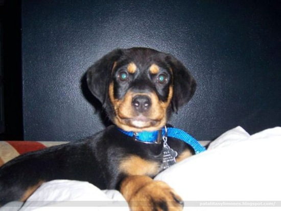 animales divertidos (7)