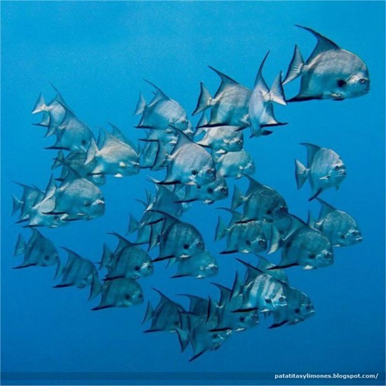 animales divertidos (4)