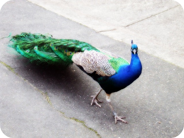 [peacock[4].jpg]