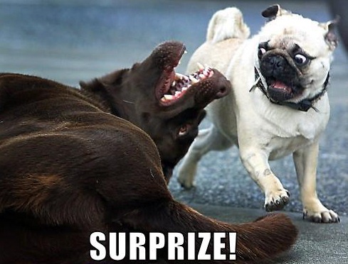 [funny-dog-pictures-surprise-pug[6].jpg]