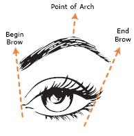 [eyebrows-right-shape[4].jpg]
