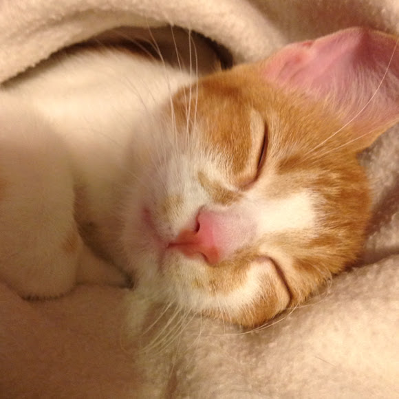 American Shorthair Cat Project Noah
