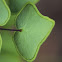 Arrowhead Fern, Hard Fern