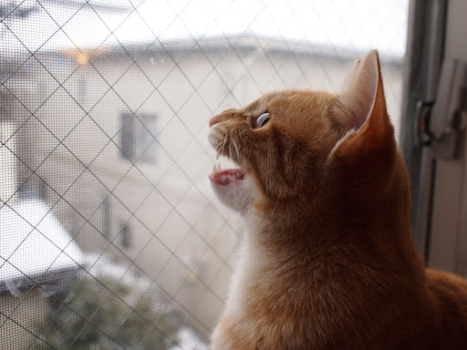[写真]雪を威嚇するドーラ