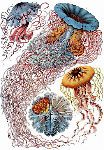 Рисунок Эрнста Геккеля - Медузы Cyanea annasethe (Desmonema annasethe)