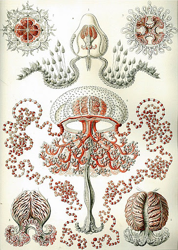 Рисунок Эрнста Геккеля - Anthomedusa (Anthomedusae)
