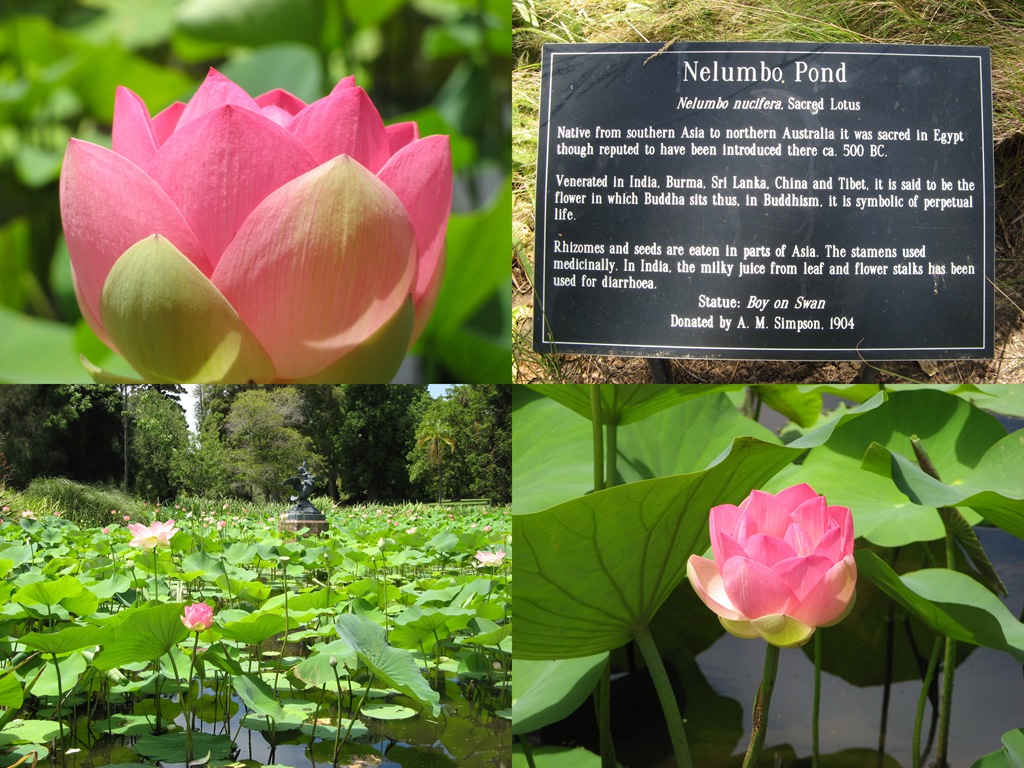 [Lotus Pond in Bloom[4].jpg]