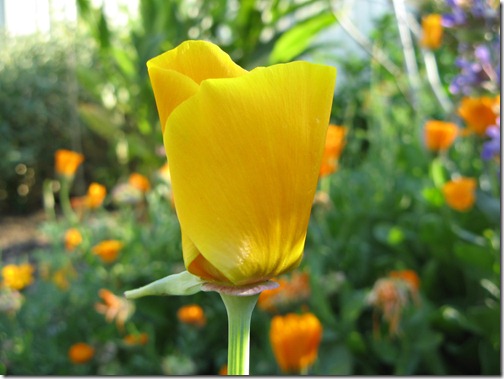 Californian Poppy