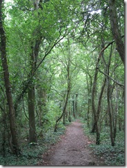 IMG_0010 woodland path