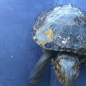 Blacksea turtles