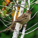 White-crowned Sparrow (juvenile)