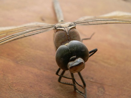 deathtoadragonfly