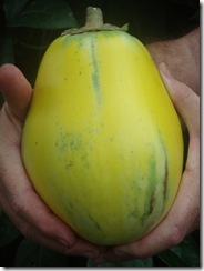 Yellow Eggplant   (27)