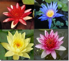 Water Lily Collection