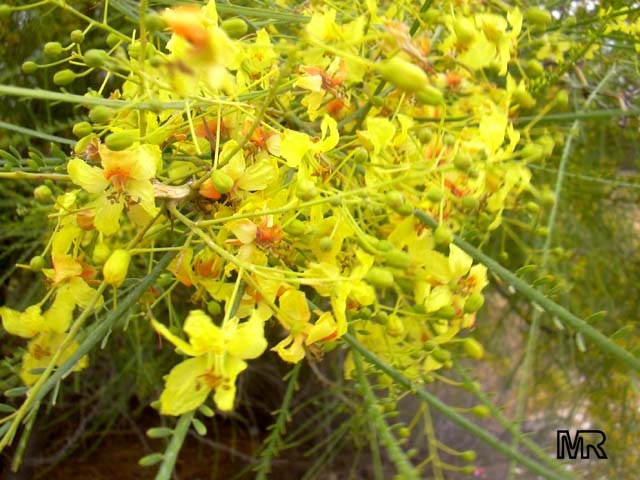 [Parkinsonia aculeata1[4].jpg]