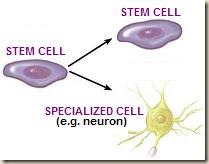 stem-cell-specialization