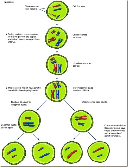 ch1_meiosis