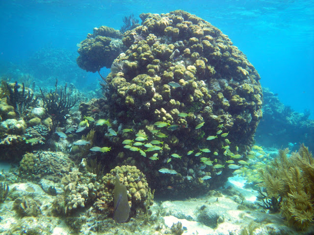 Typical Giant Boulder Coral at Rum Point