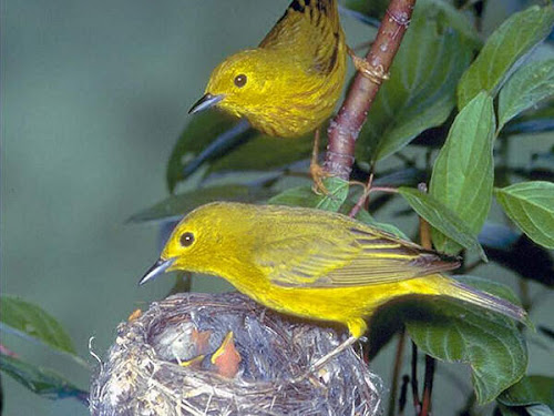 birdies-2409.jpg