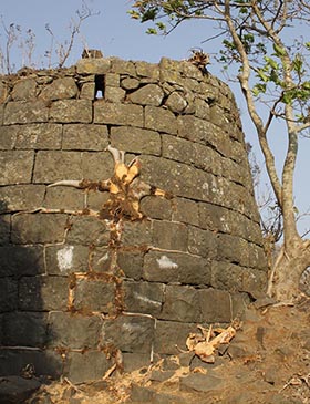 Nature's Brickwork Destroyed at Tikona Fort — A Fig Tree on a Bastion is Cut Now