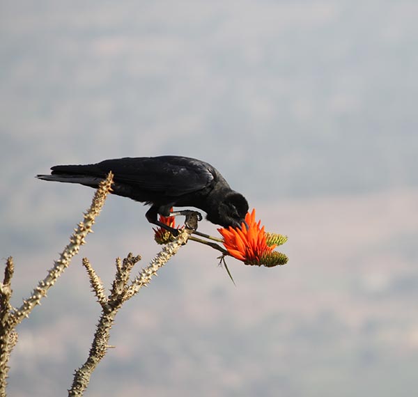 Crow who thinks he is a Sunbird