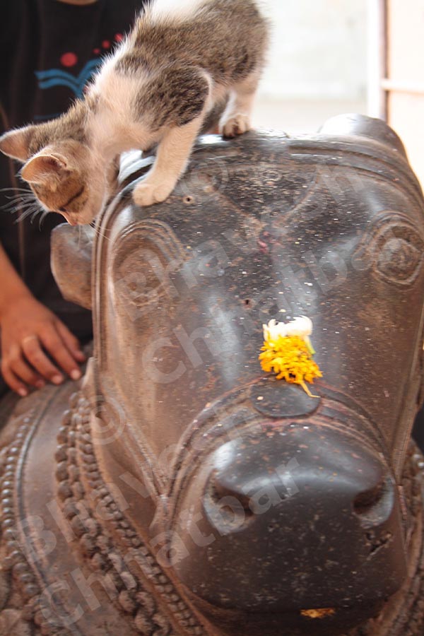 Cat on the head of the Nandi bail outside the Shiv temple in the premises of Dholya Ganpati temple in Wai