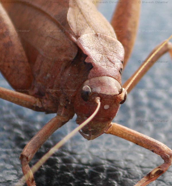 Close-up of a huge grasshopper