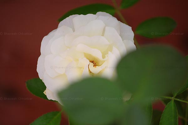 The white rose in my garden