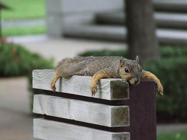 Squirrel lying on block