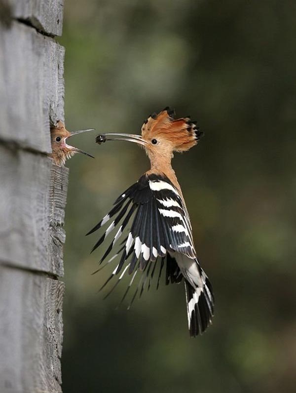 Woodpecker feeding its baby