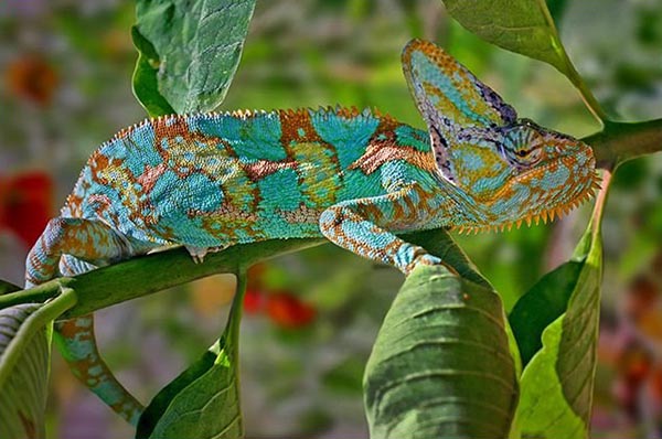 Super camouflage of a chameleon