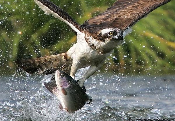 Big fish hunt by eagle
