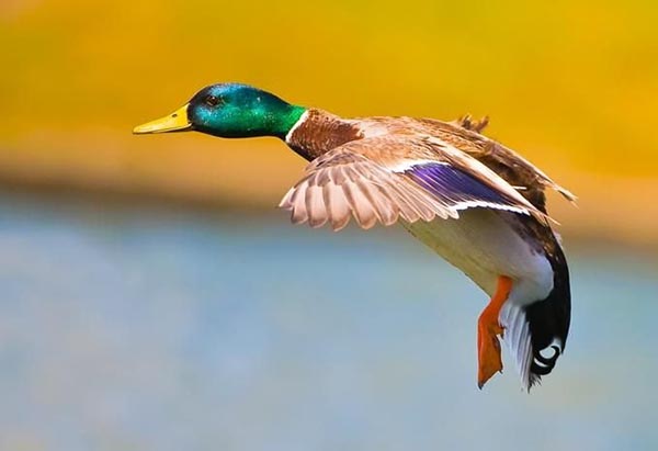 Duck in flight