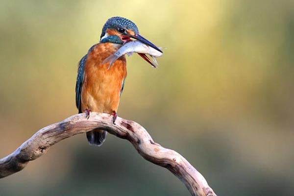 Kingfisher holding fish