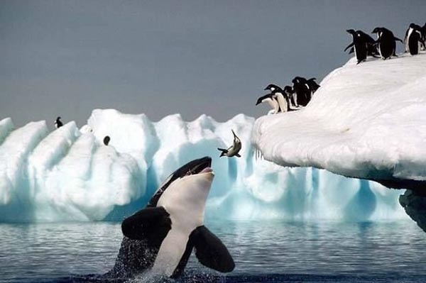 Killer whale grabbing a jumping penguin