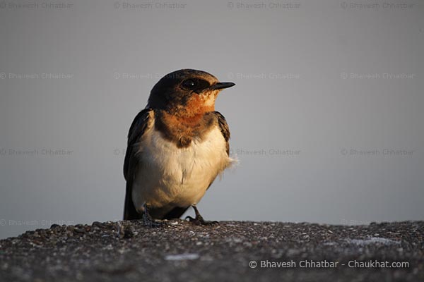 Swallow bird picture