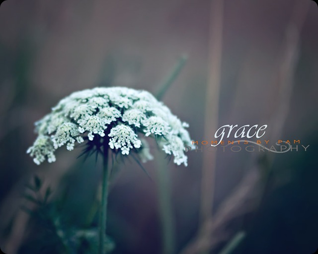 Queen Anns Lace Grace 387 copy