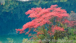 九寨沟-粉红树 JiuZhaiGou Valley-pink tree