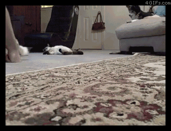 Traincat.gif