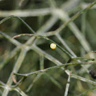 Black swallowtail (egg)