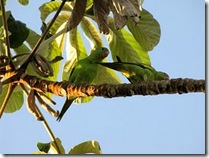 periquito-rico (Brotogeris chiriri). Foto: Tietta Pivatto