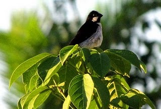 [sporophilalineolaaguasb[2].jpg]