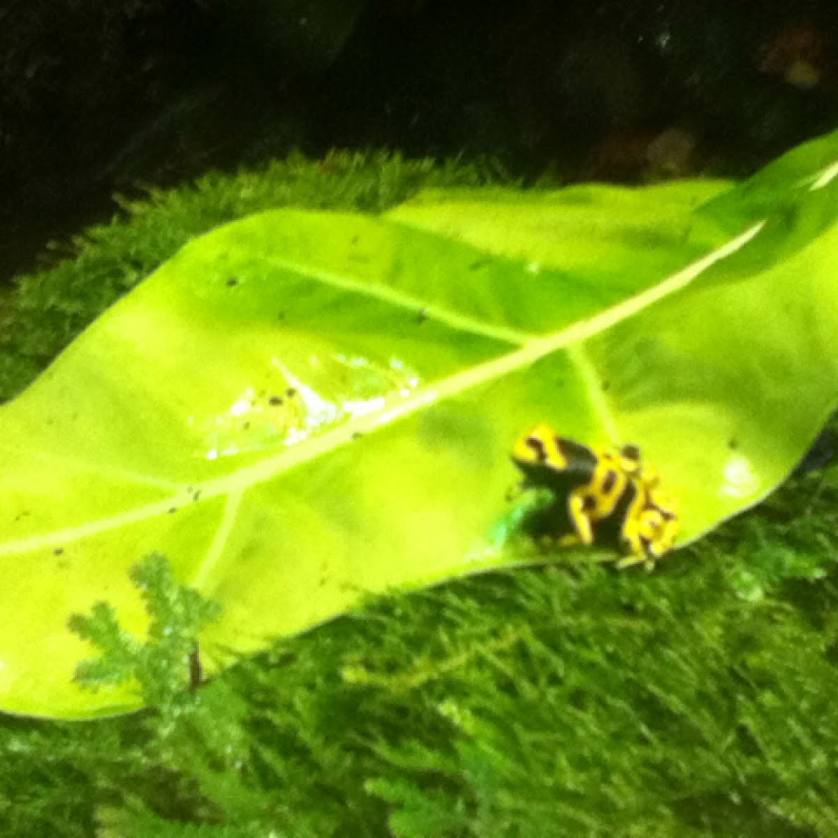 Yellow-banded poison dart frog