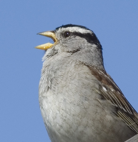 [White-crowned Sparrow Moss Landing, CA 4-12-11[2].jpg]